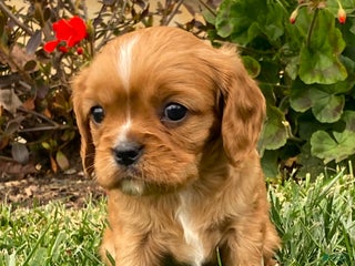 Cavalier King Charles Spaniel dogs Charlie - Genetic Tested Parents - Ad 8
