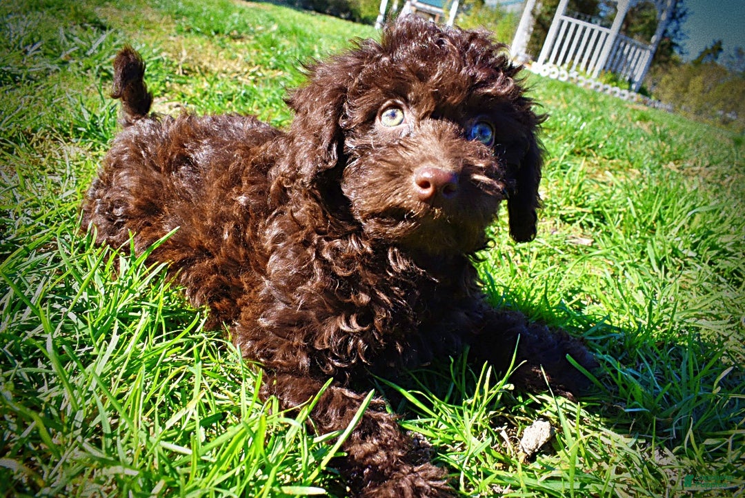 Havapoo dogs for sale: Isabella - Ad 19