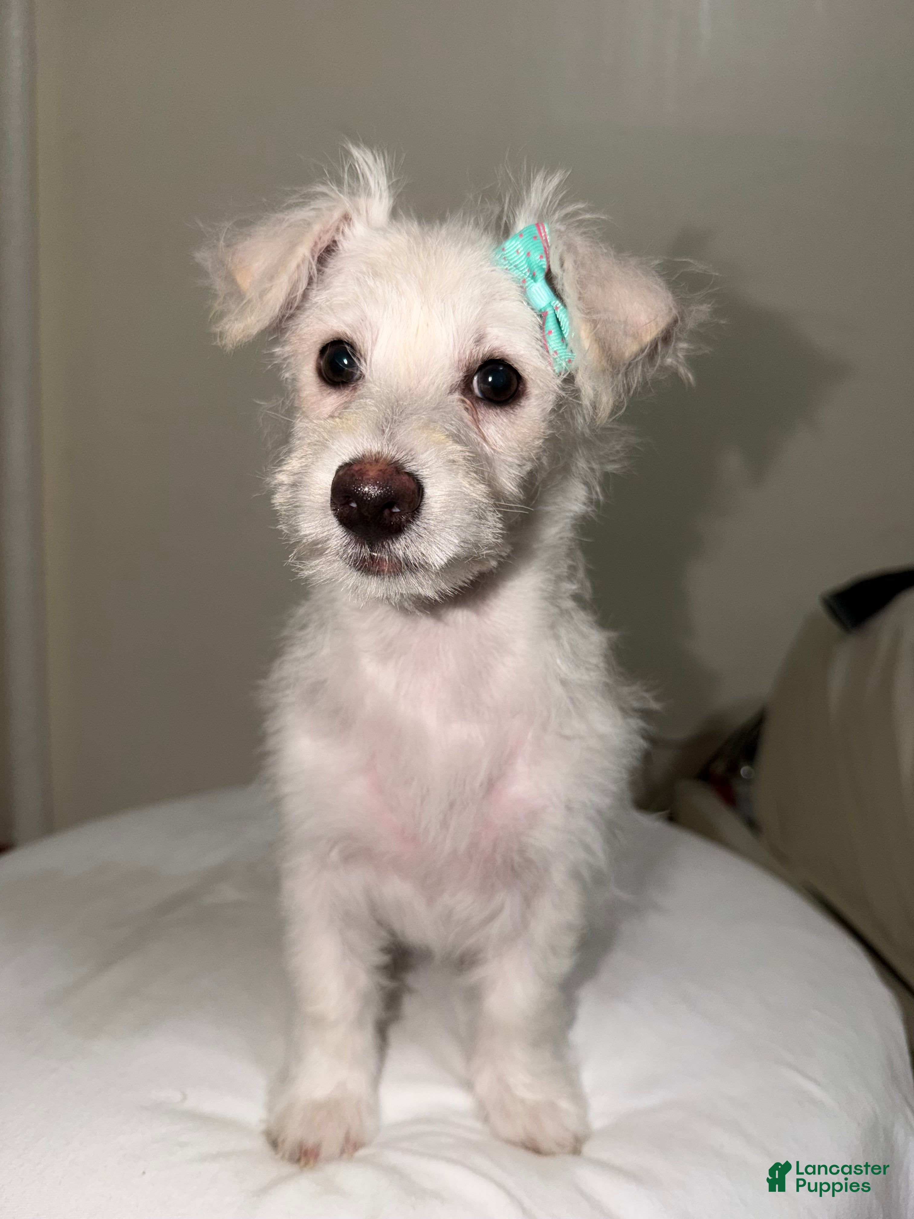 Westiepoo dogs Frosty - Ad 1
