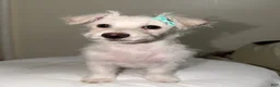 Westiepoo dogs for sale: Frosty - Ad 3