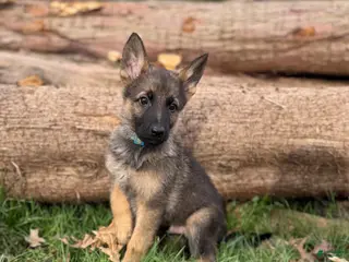 German Shepherd dogs Light blue collar boy - Ad 10