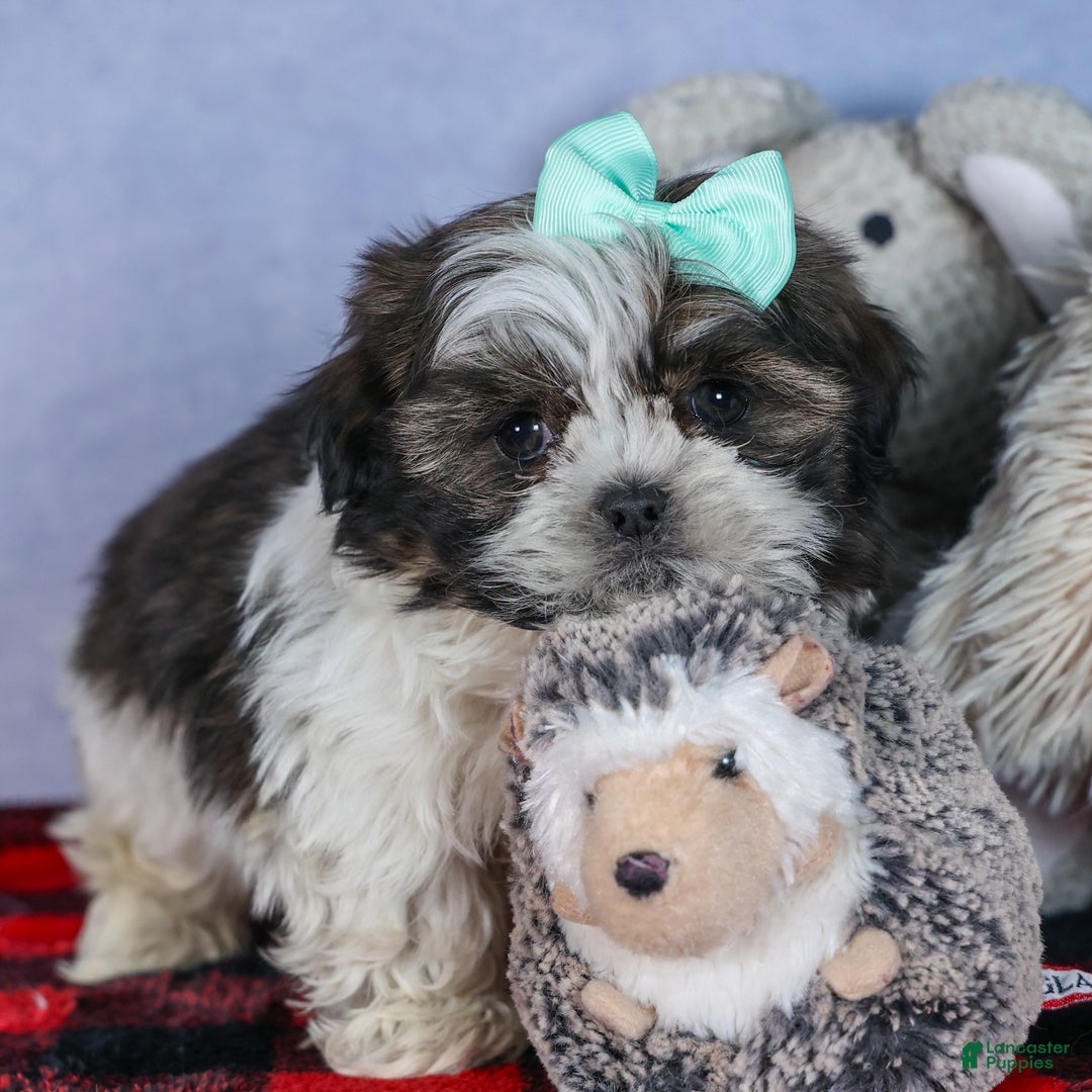 Shih Tzu dogs for sale: MERLE - Ad 8