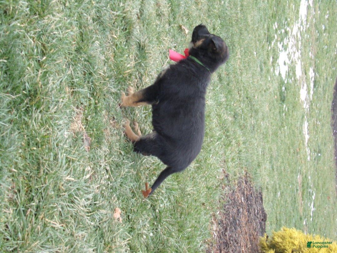 German Shepherd dogs for sale: Green Collar  - Ad 4