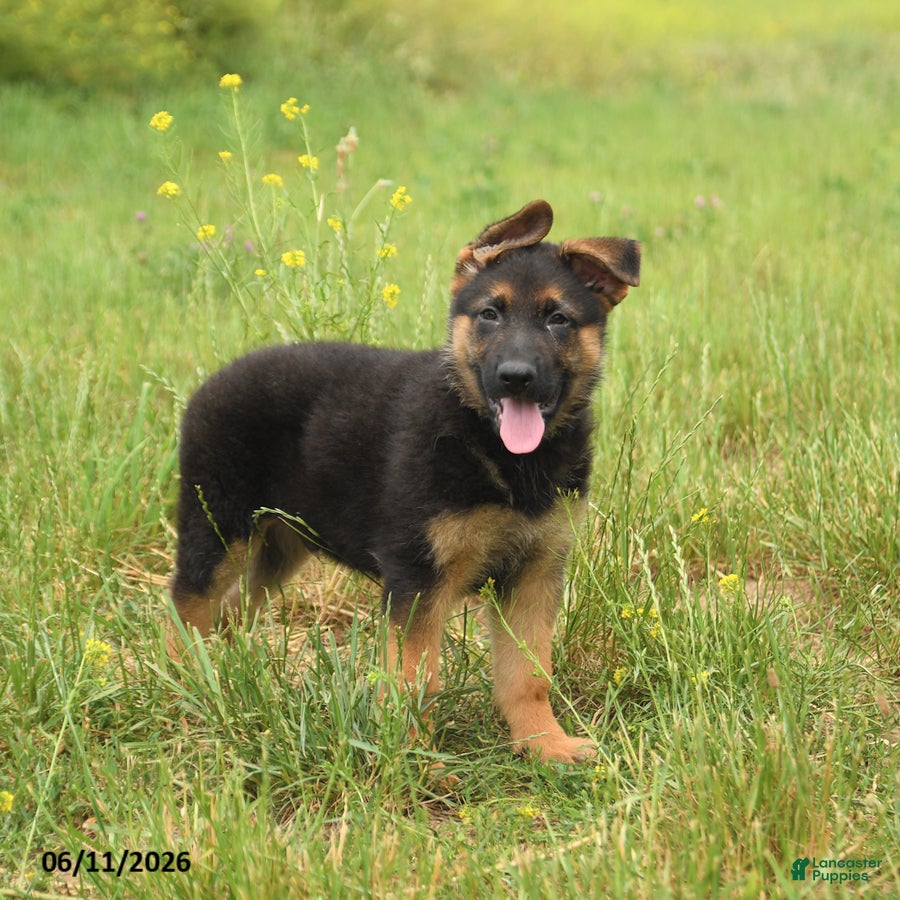 German Shepherd dogs General - Ad 1