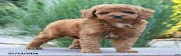Cockapoo dogs for sale: Joy - Ad 4