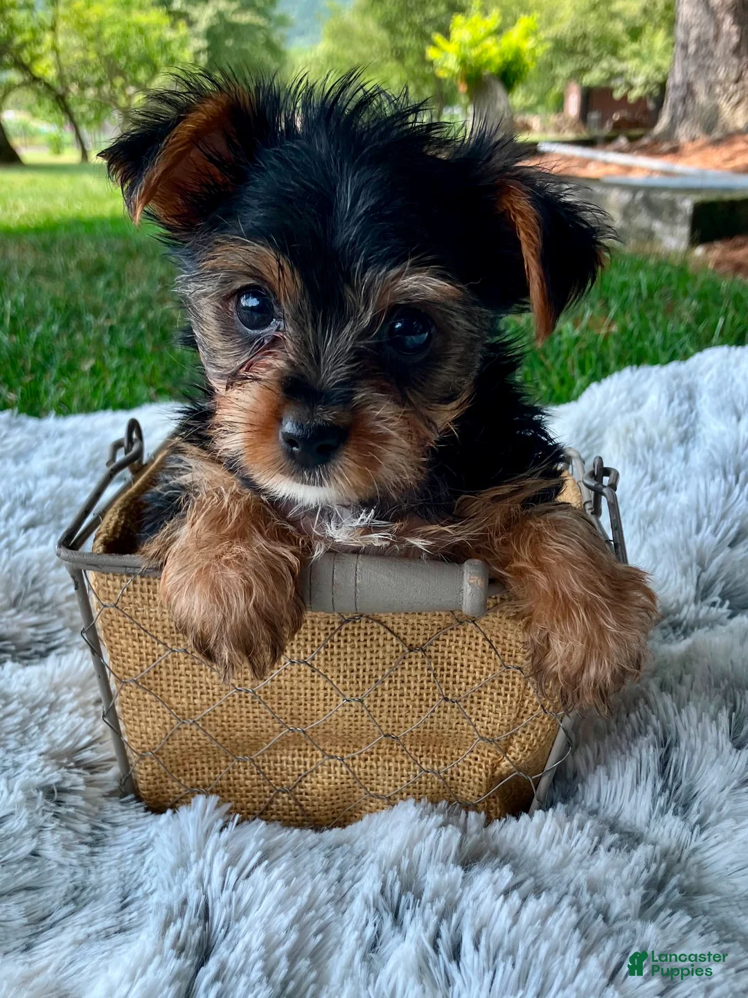 Yorkshire Terrier dogs for sale: Lexie - Ad 4