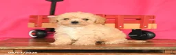 Toy Poodle dogs for sale: Tucker - Ad 4