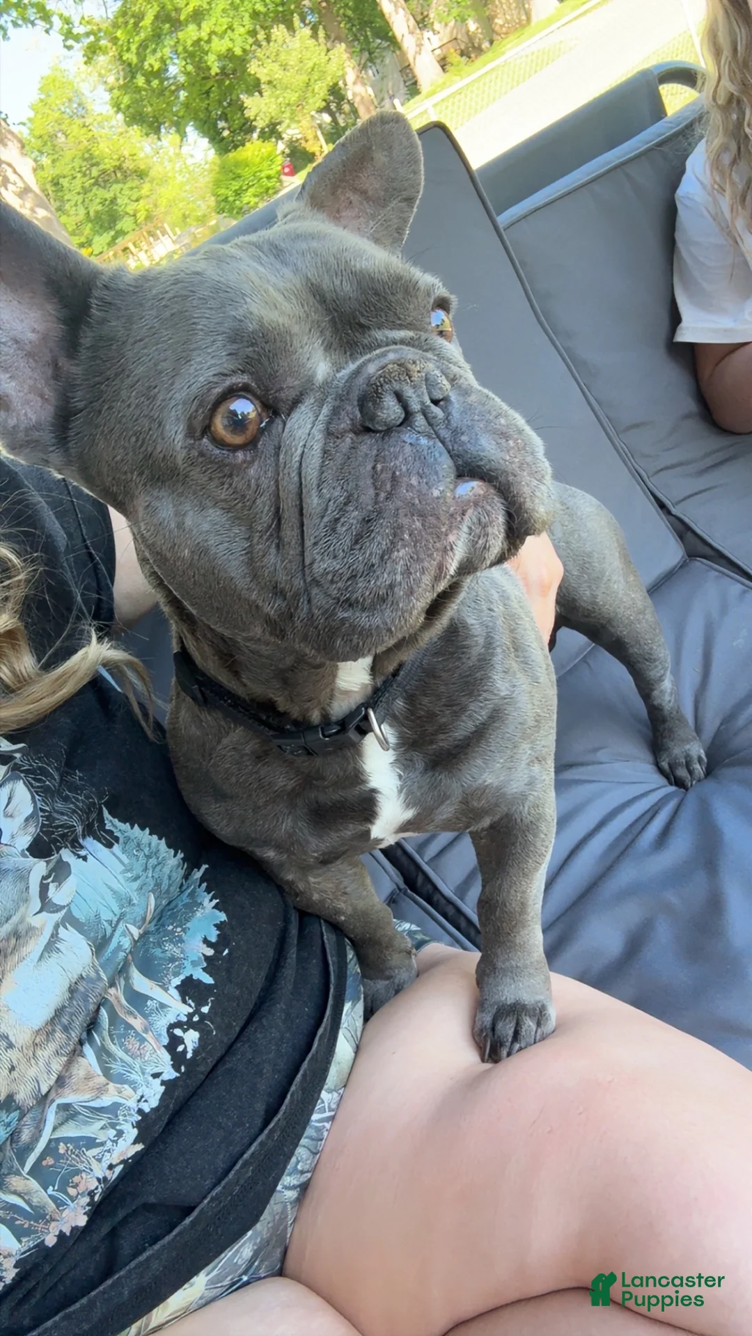 French Bulldog dogs for sale: French Bulldog  - Ad 1
