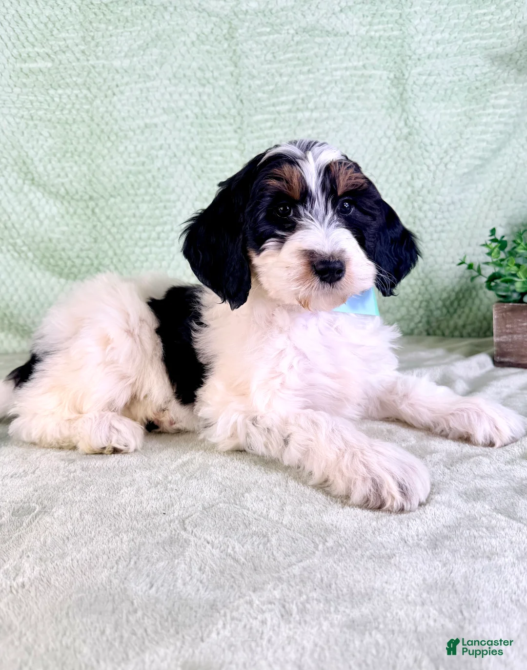 Bernedoodle dogs for sale: Charlie - Ad 2