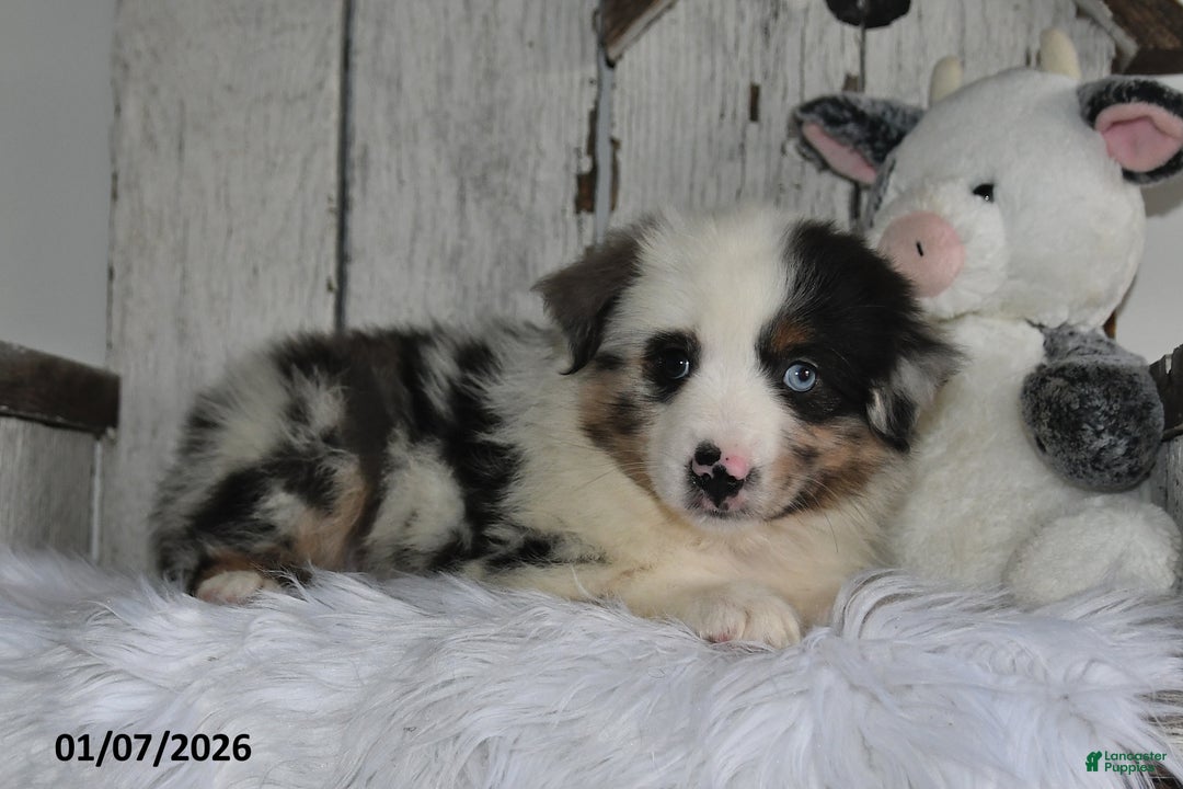 Miniature Australian Shepherd dogs for sale: Douglas - Ad 3