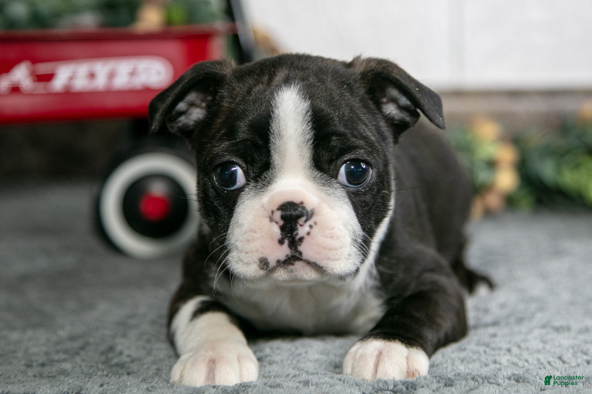 Boston Terrier dogs Laura - Ad 2
