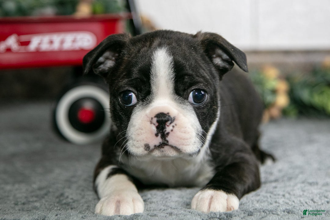 Boston Terrier dogs for sale: Laura - Ad 2