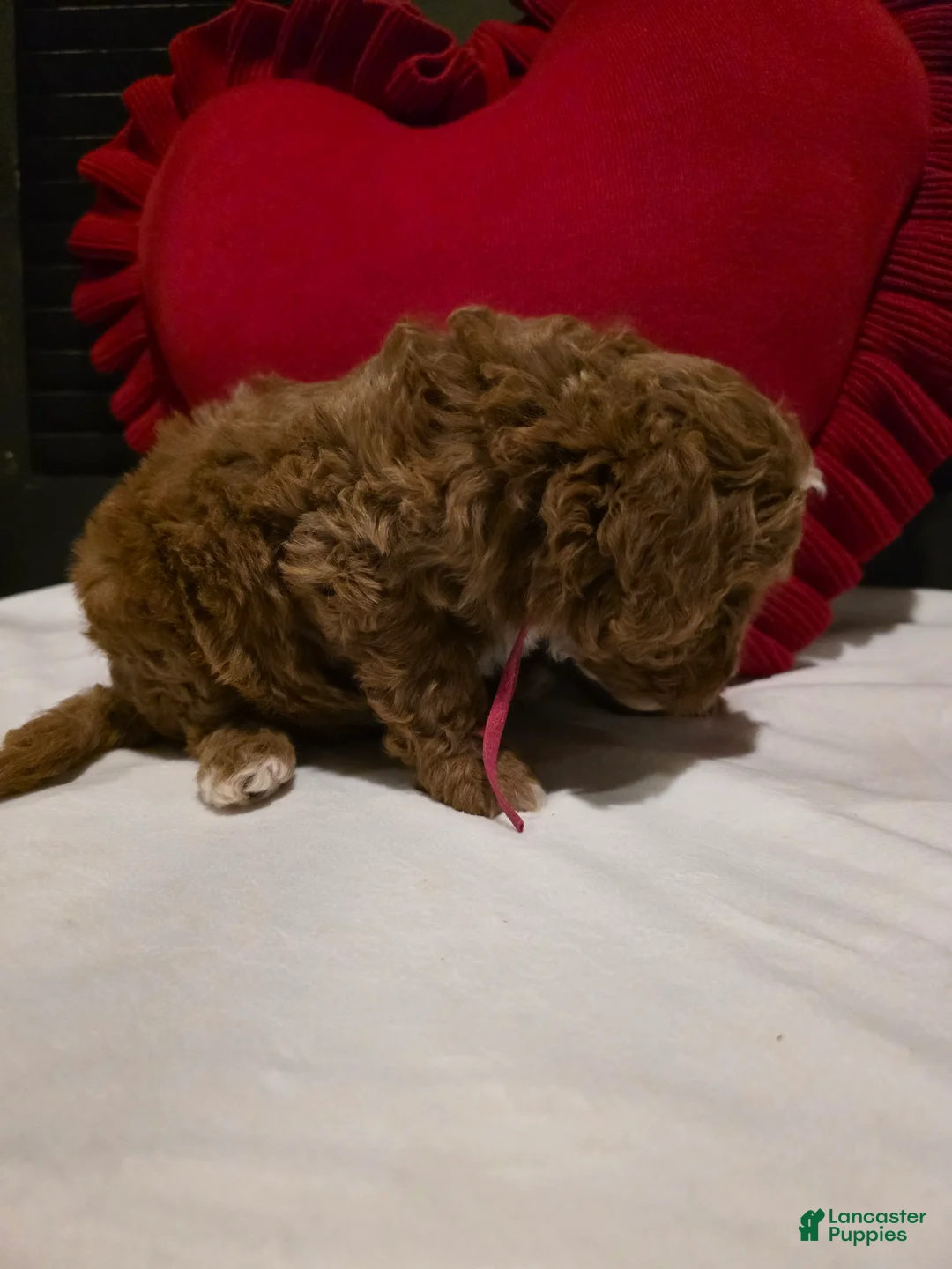 Mini Bernedoodle dogs for sale: Colby  - Ad 6