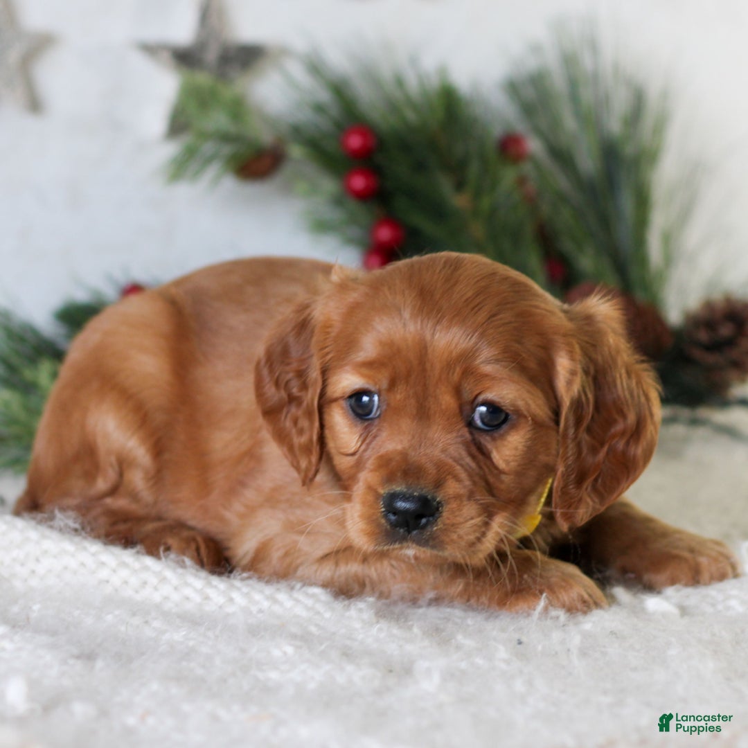 Miniature Golden Retriever dogs for sale: Dottie  - Ad 2