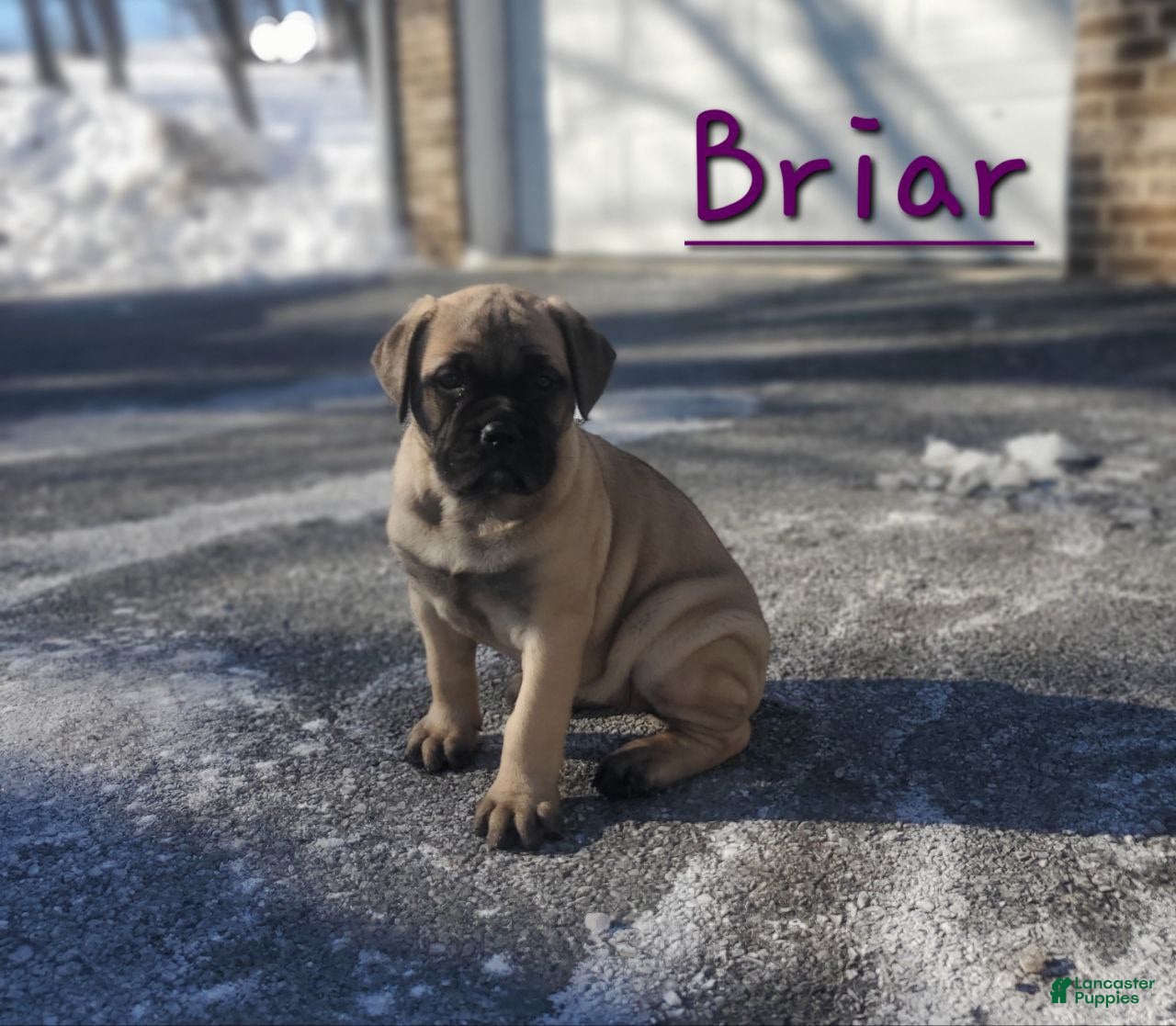 Bullmastiff dogs Briar - Ad 3