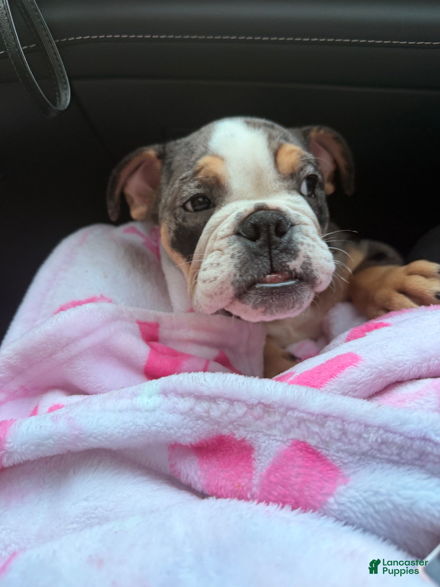 English Bulldog dogs for sale: Butters !  - Ad 8
