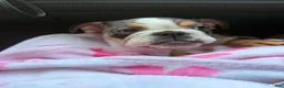 English Bulldog dogs for sale: Butters !  - Ad 1