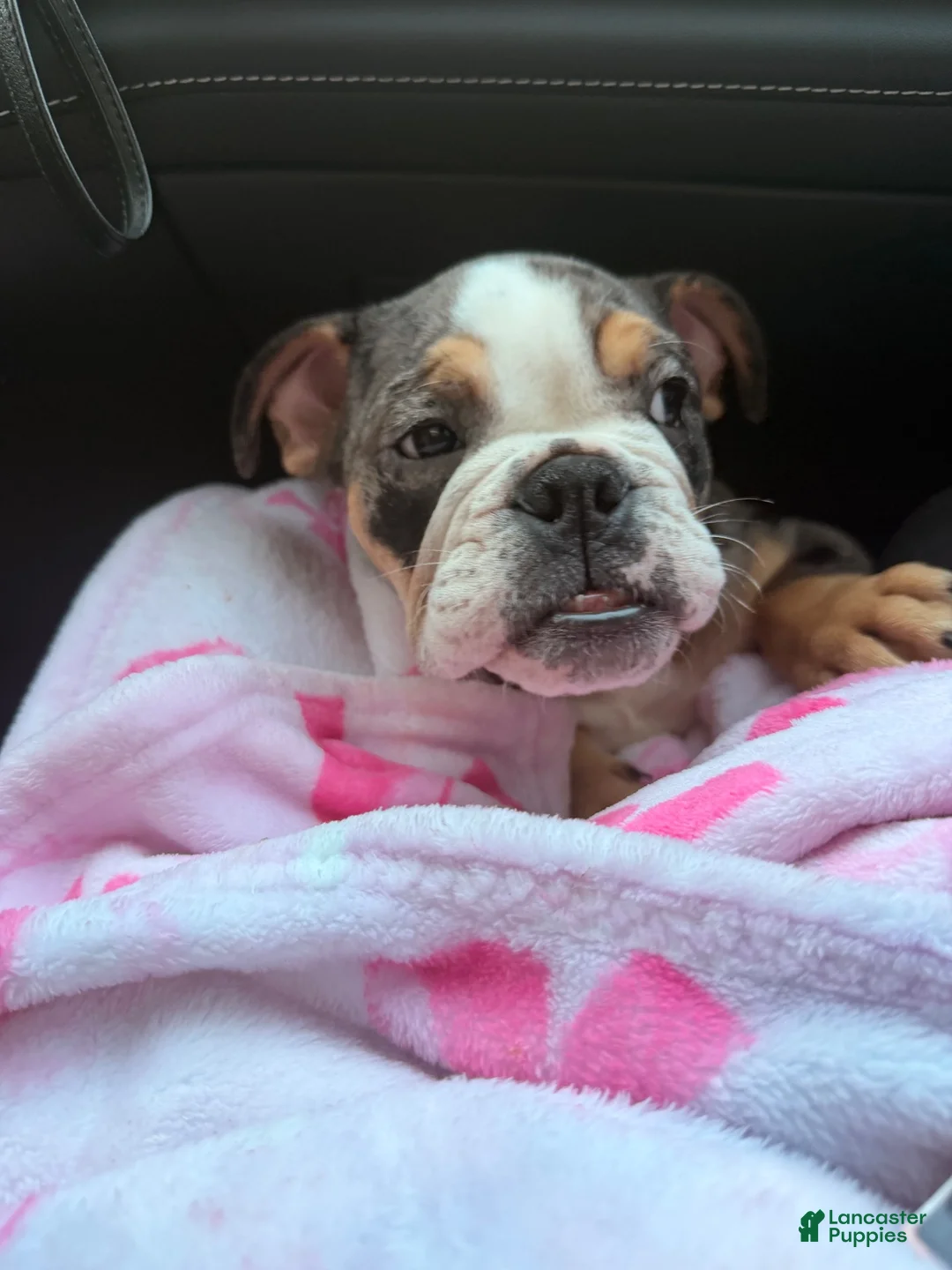 English Bulldog dogs for sale: Butters !  - Ad 1