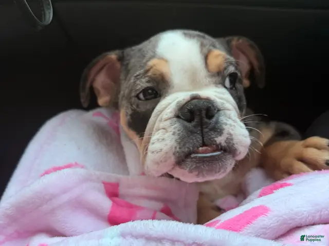 English Bulldog dogs for sale: Butters ! - Ad 9