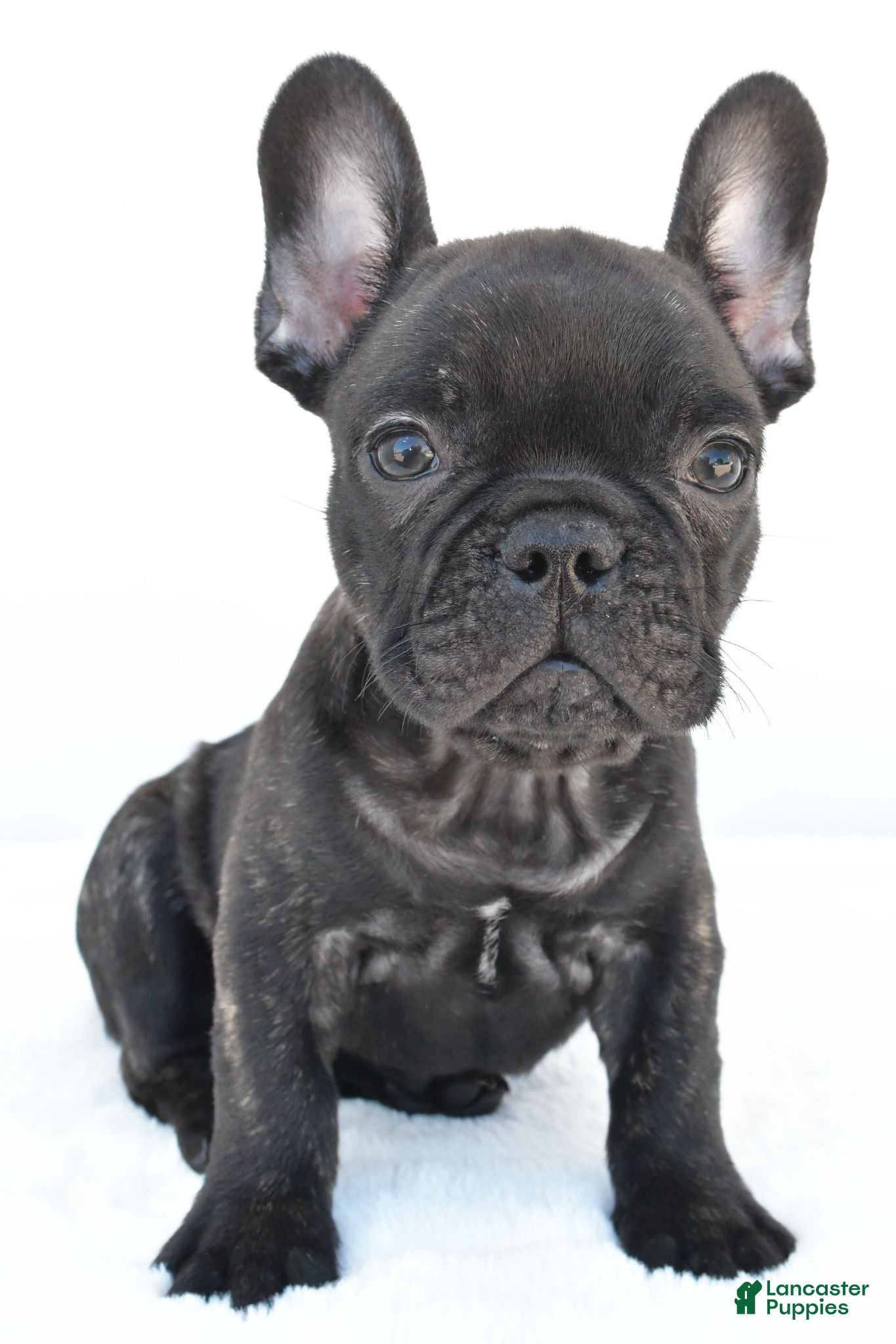 French Bulldog dogs Beau - Ad 1