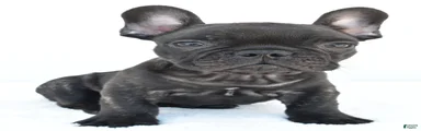Beau