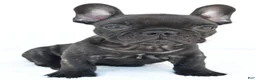 French Bulldog dogs for sale: Beau - Ad 1