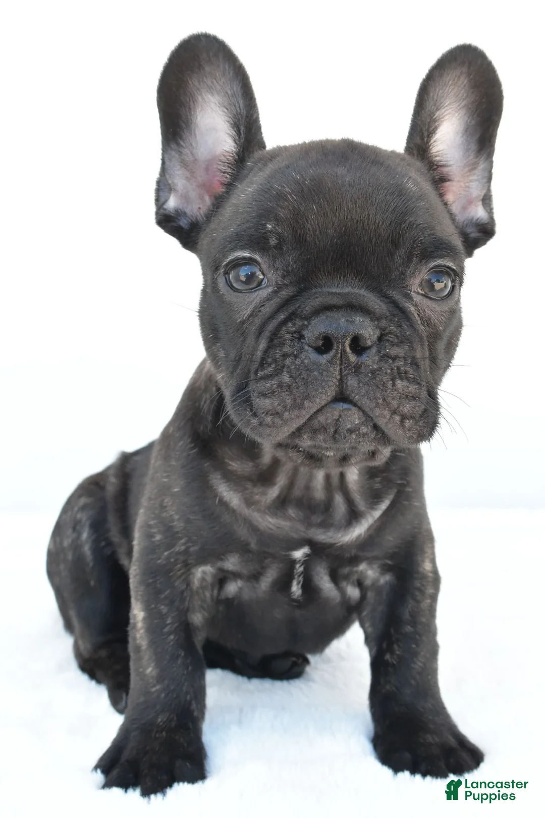 French Bulldog dogs for sale: Beau - Ad 1