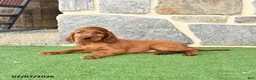 Irish Setter dogs for sale: Cuddles - Ad 3