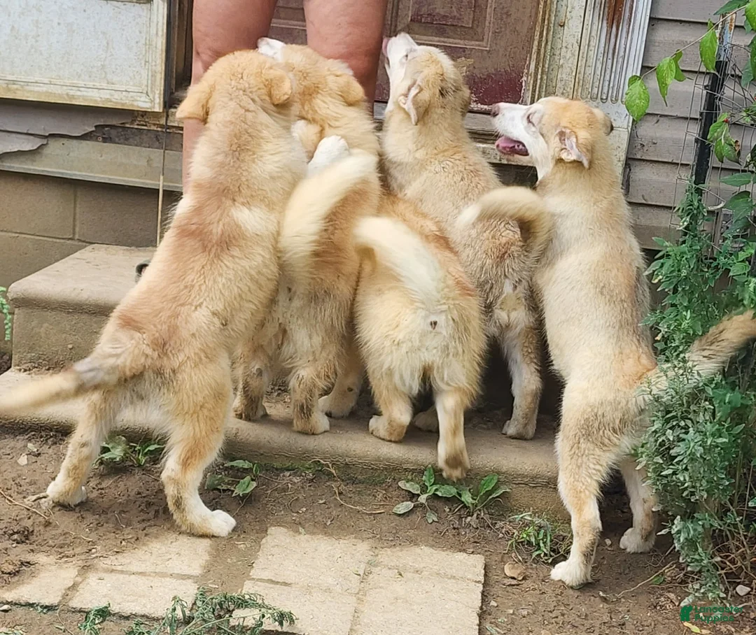 Alaskan Malamute dogs for sale: Alaskan Malamute 3 - Ad 2