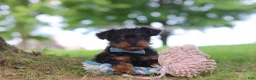 Yorkiepoo dogs for sale: Fudge - Ad 5