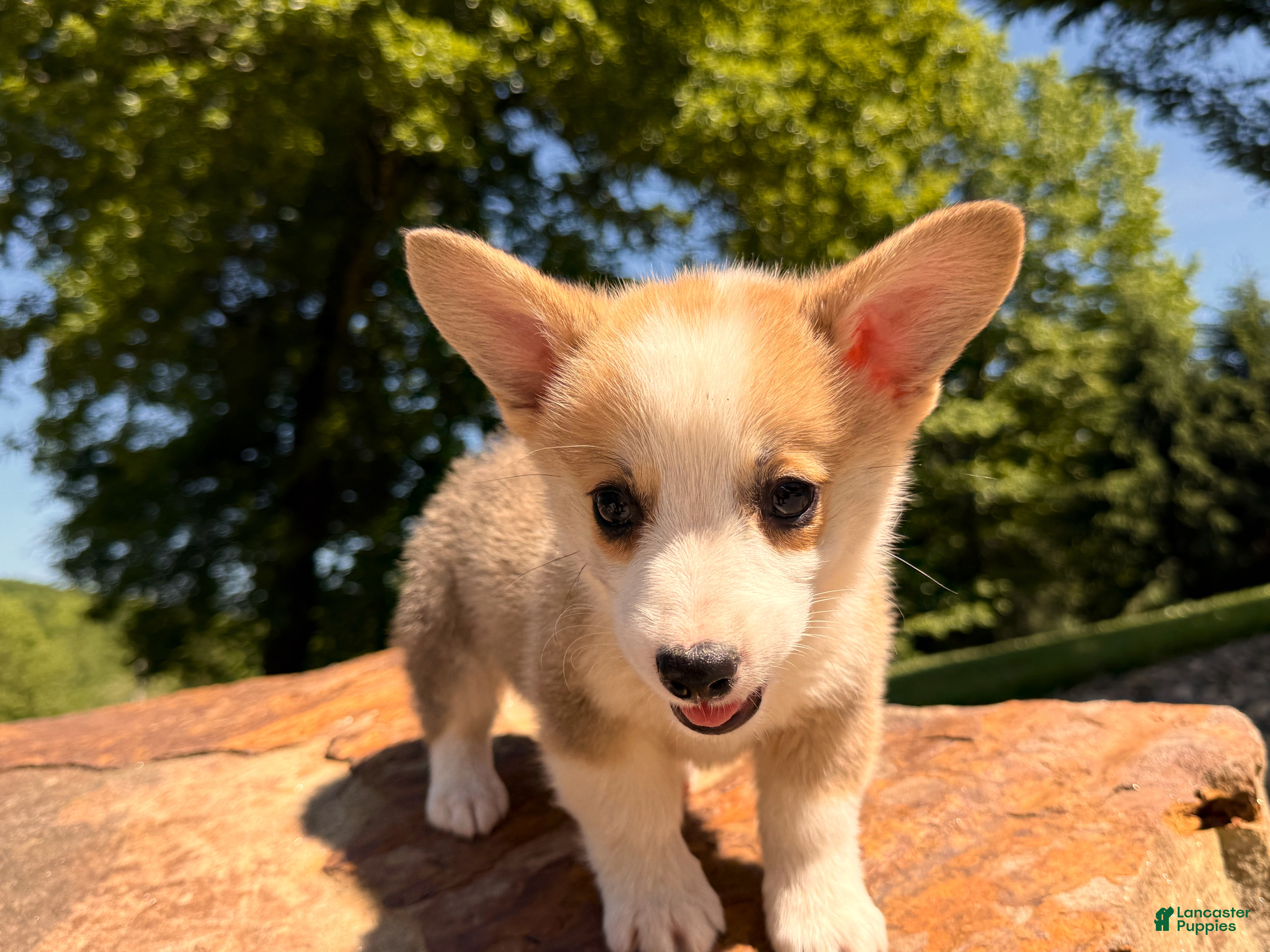 Welsh Corgi Pembroke dogs Floyd - Ad 1