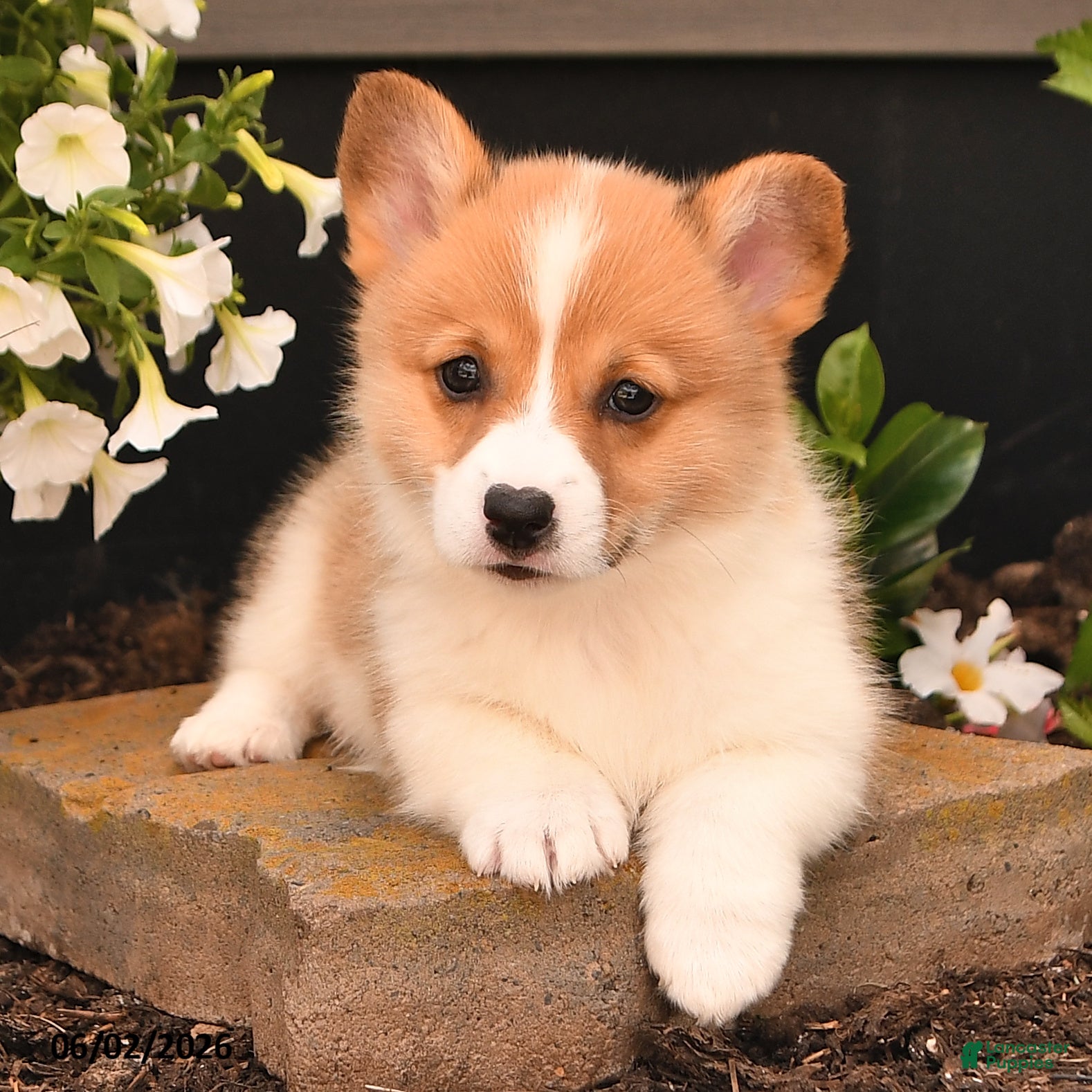 Welsh Corgi Pembroke dogs for sale: Beauty - Ad 2
