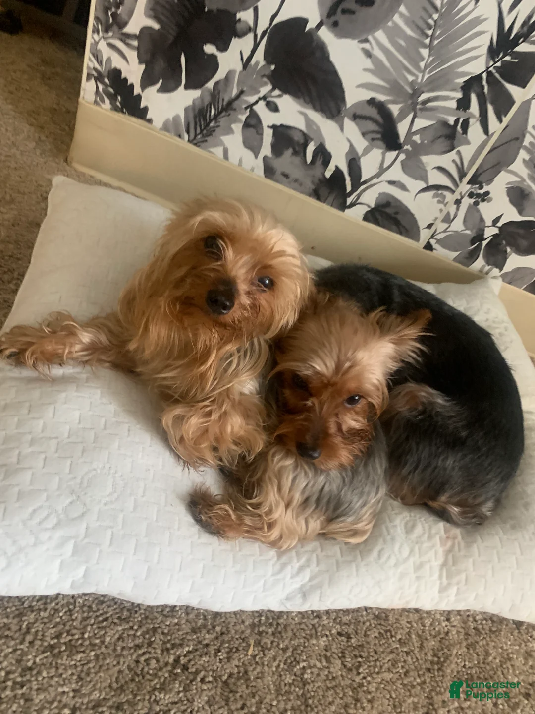 Yorkshire Terrier dogs for sale: Zara - Ad 10