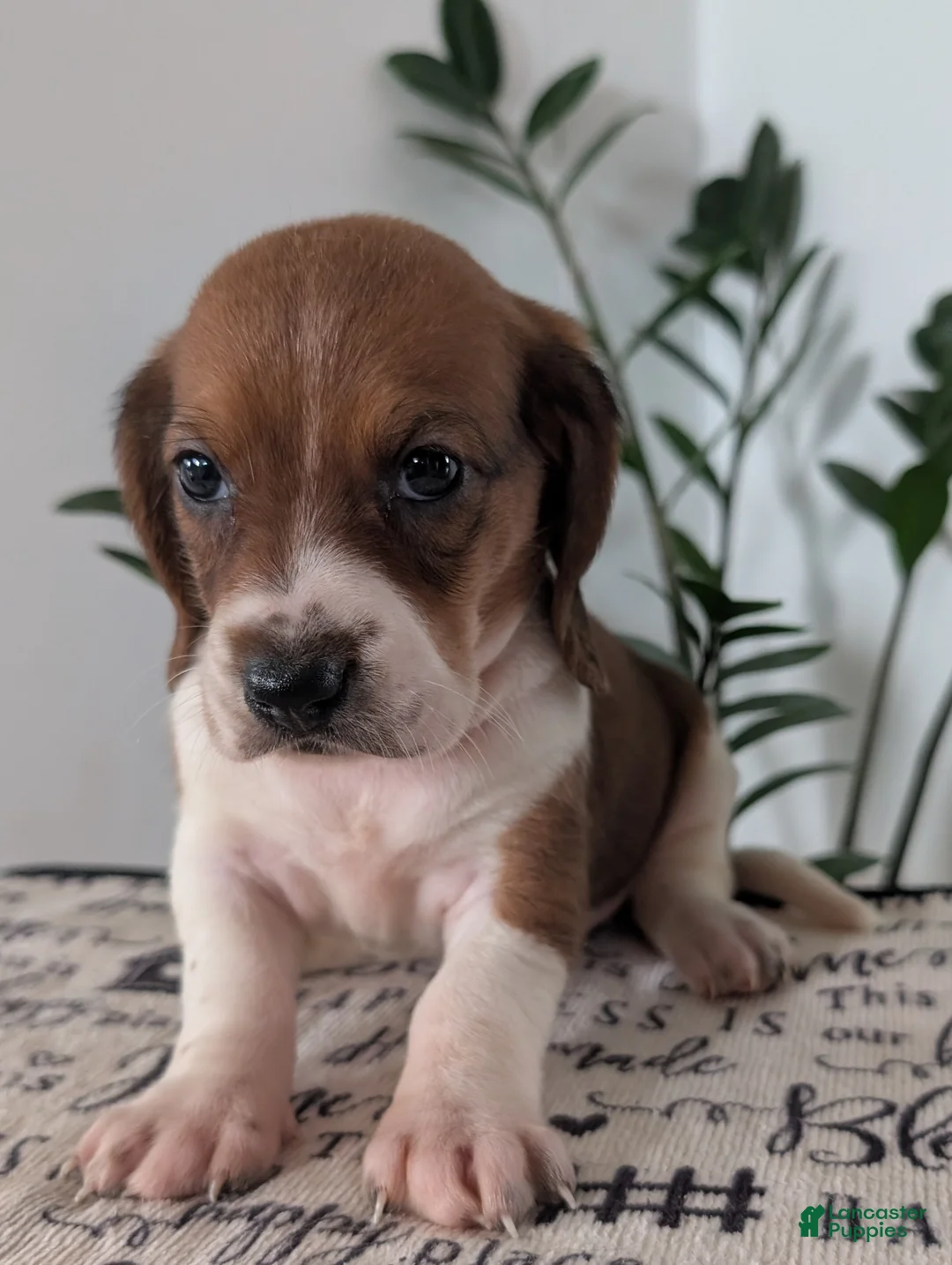 Mixed Breed dogs for sale: Mildred  - Ad 2