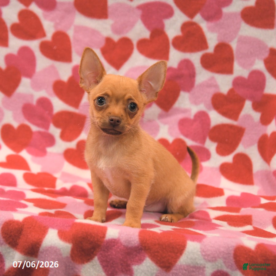 Chihuahua dogs Leo - Ad 1