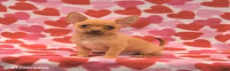 Chihuahua dogs for sale: Leo - Ad 1