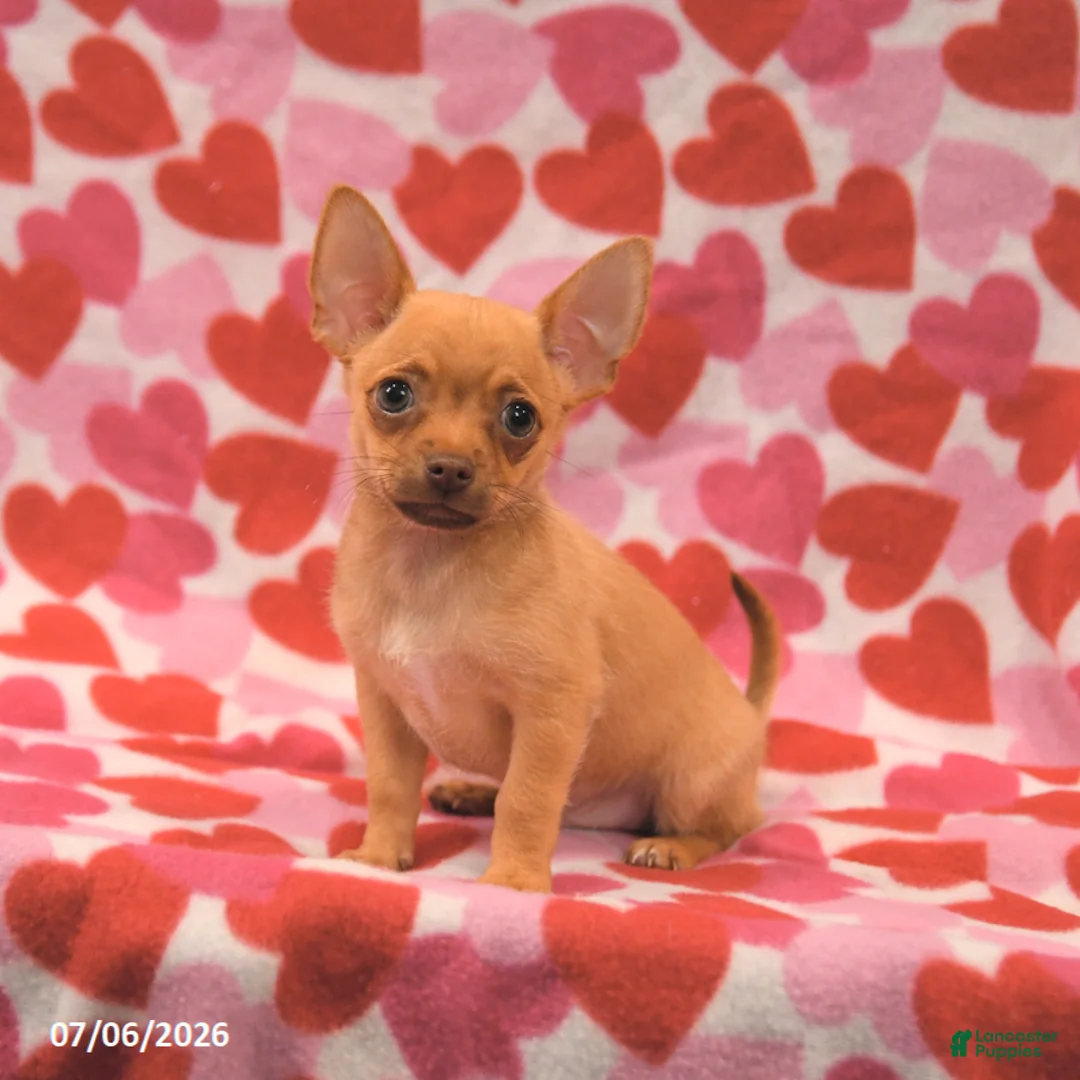 Chihuahua dogs for sale: Leo - Ad 1