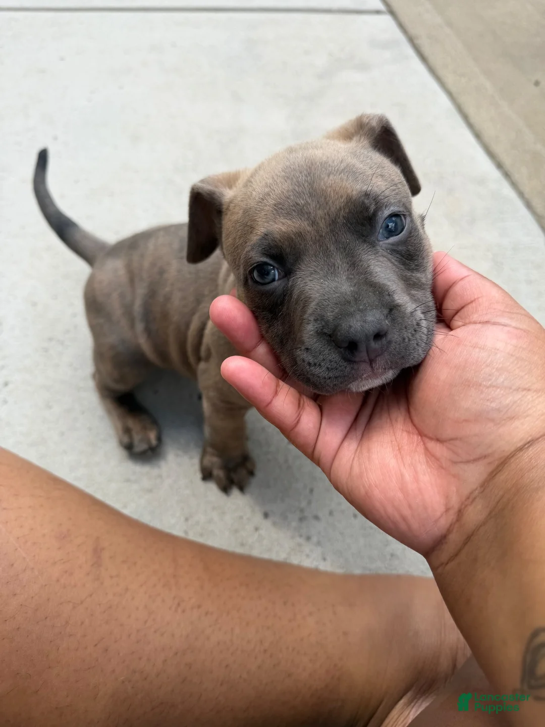 American Bully dogs for sale: American Bully 1 - Ad 1