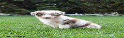 Australian Shepherd dogs for sale: Kanga - Ad 3