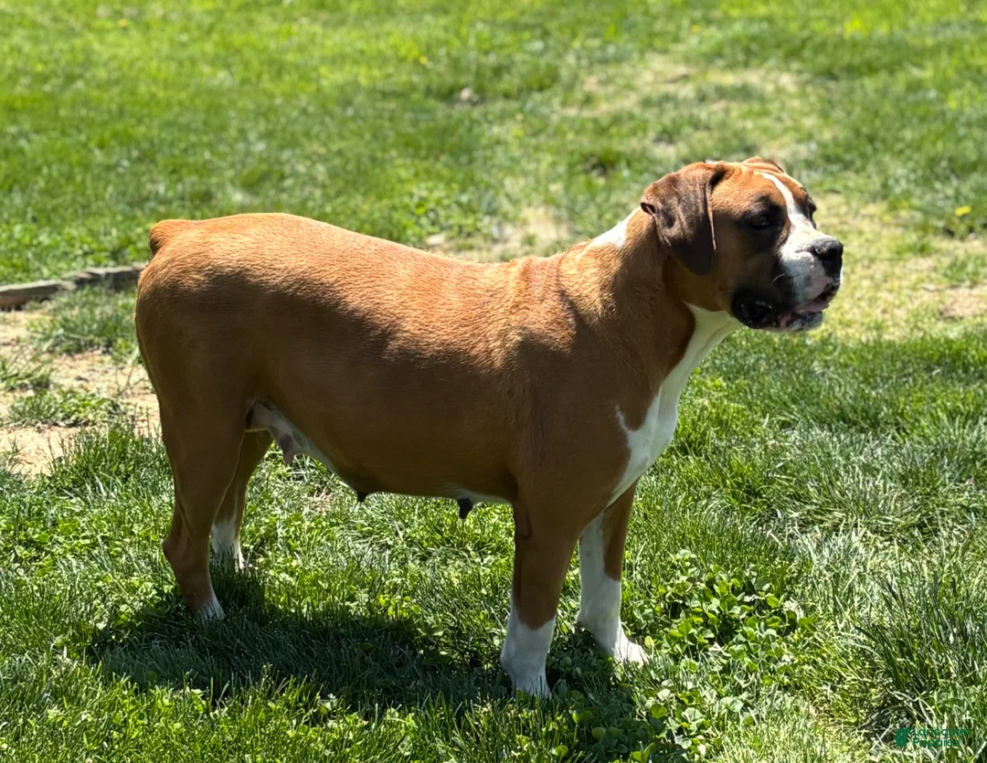 Boxer dogs for sale: Hunter - Ad 8