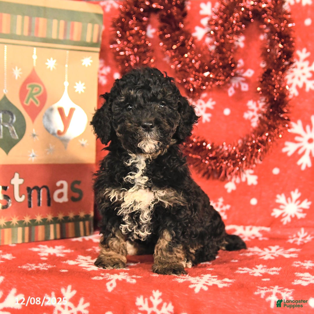Miniature Poodle dogs for sale: Cleo - Ad 1