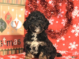 Miniature Poodle dogs Cleo - Ad 10