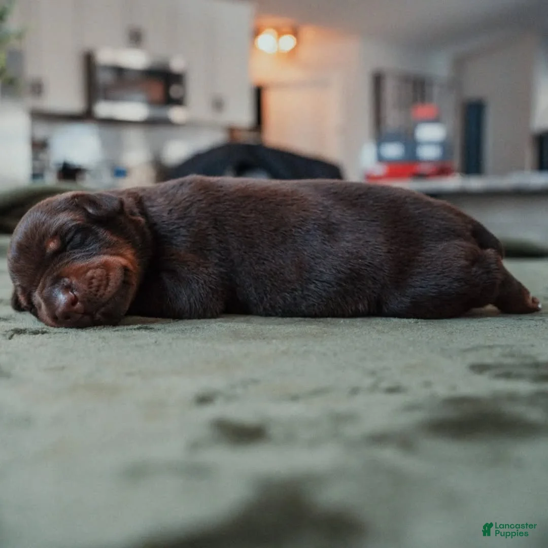 Doberman Pinscher dogs for sale: Titan Bones Obsidian Blade - Ad 2