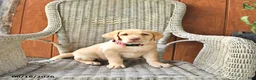 Labrador Retriever dogs for sale: Lilly - Ad 3