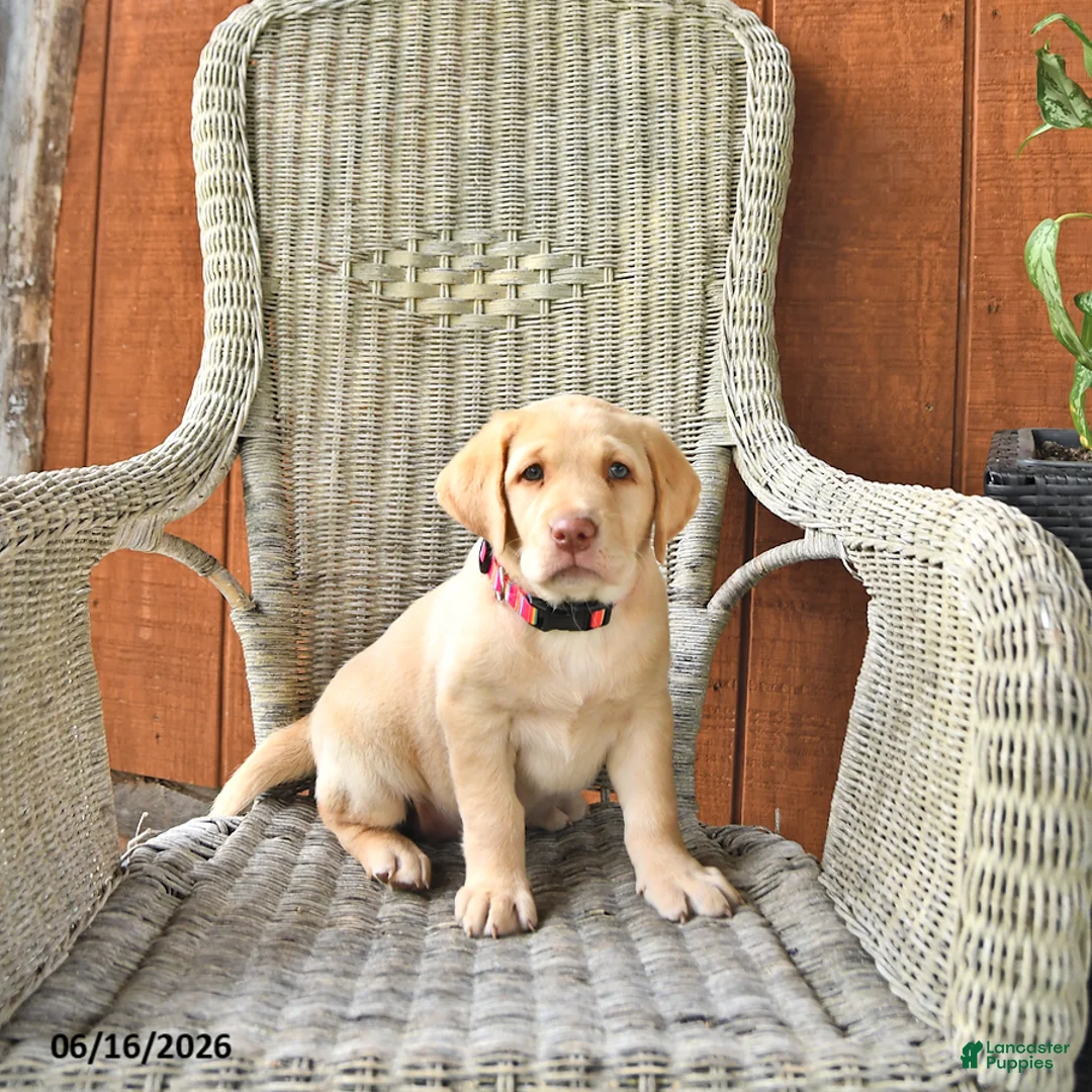 Labrador Retriever dogs for sale: Lilly - Ad 3
