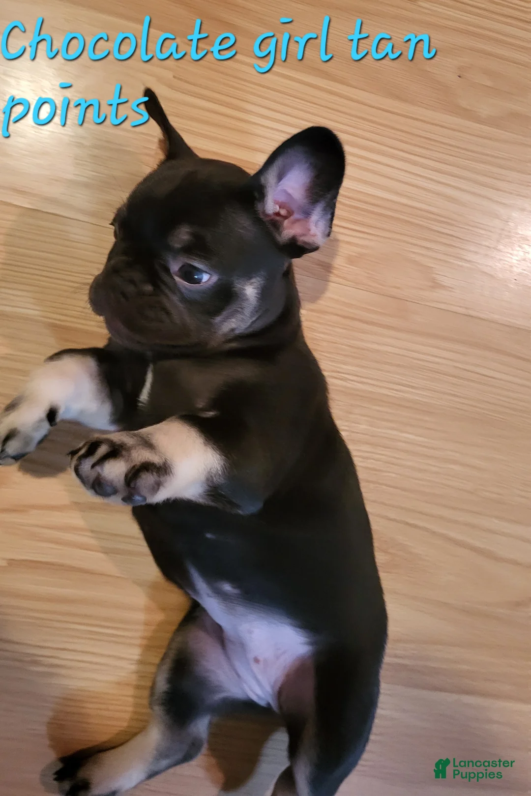 French Bulldog dogs for sale: French Bulldog Puppy 6 - Ad 2