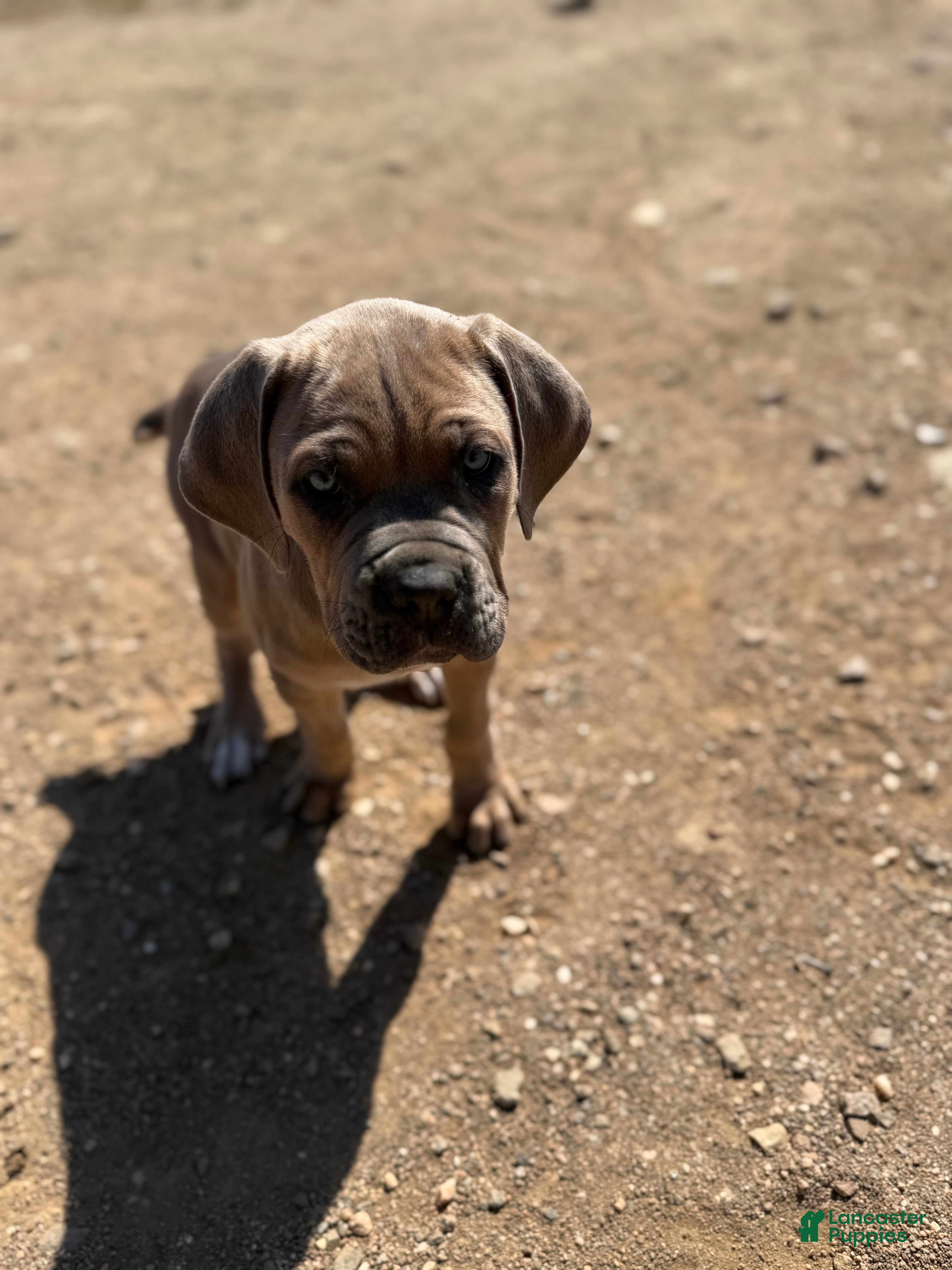 Cane Corso dogs Cane Corso Puppy 5 - Ad 10