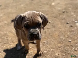 Cane Corso dogs Cane Corso Puppy 5 - Ad 11