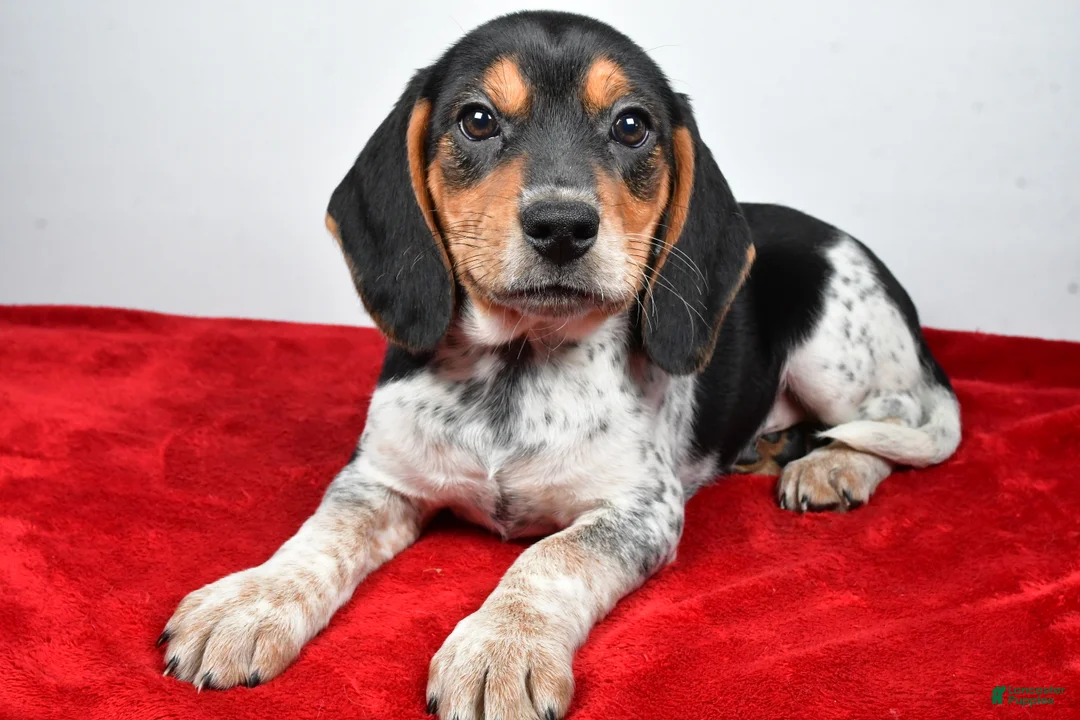 Beagle dogs for sale: Rachel - Ad 8