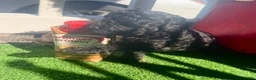 Toy Poodle dogs for sale: Toy Poodle 3 - Ad 4